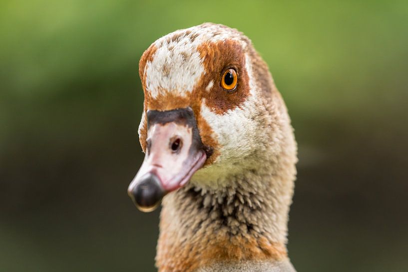 Portrait Canada Goose by VIDEOMUNDUM