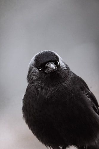 Choucas dans la nature