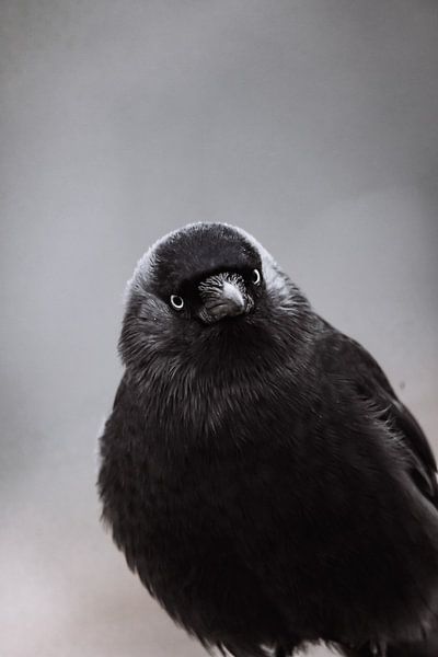 Jackdaw in nature by Design Wall Arts