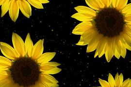 Sonnig  by Zwergls Lichtermeer