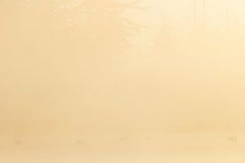 Vögel bei Sonnenaufgang Drents-Friese Wold - Hoekenbrink (Niederlande) von Marcel Kerdijk