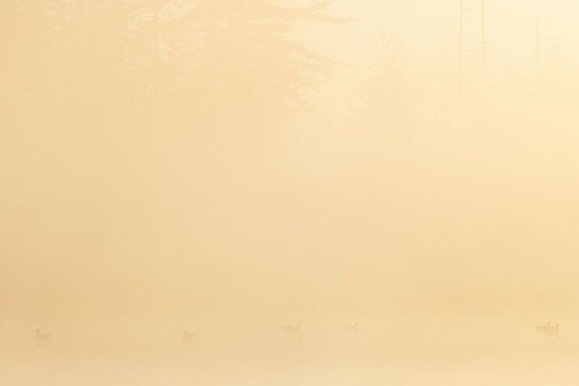 Birds during sunrise Drents-Friese Wold - Hoekenbrink (Netherlands) by Marcel Kerdijk