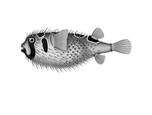 Retro tropische vissen.  Vintage kunst. Zwartgevlekt stekelvarken in zwart-wit