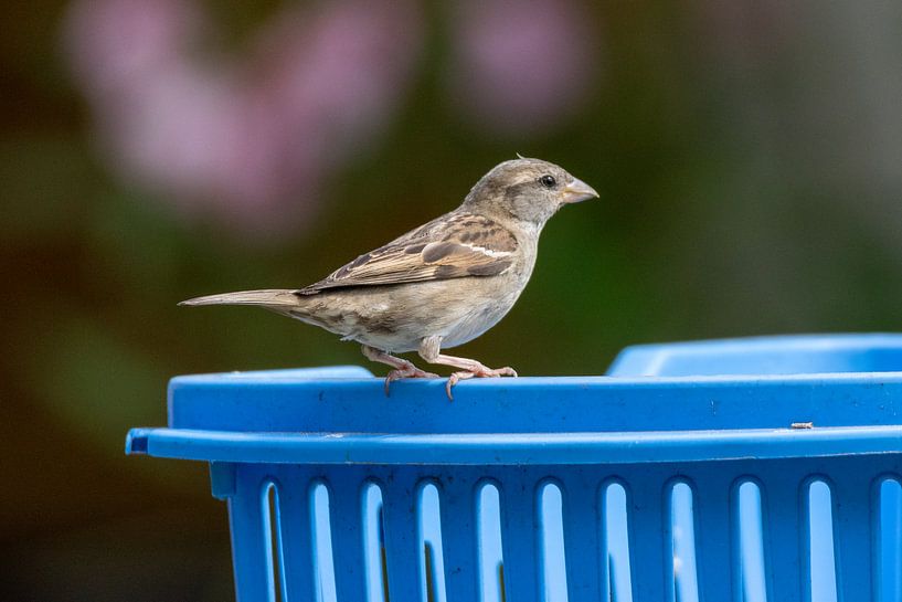 Sparrow on breadbasket by Eline Bouwman