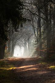 A Moment of Reflection: Silence in the Forest