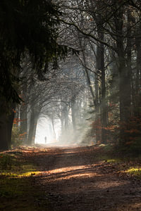 Een Moment van Reflectie: Stilte in het Bos