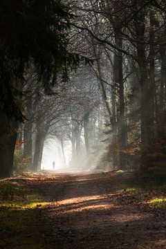 A Moment of Reflection: Silence in the Forest