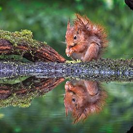 Jonge eekhoorn geniet van zijn eten met reflectie van AudFocus - Audrey van der Hoorn