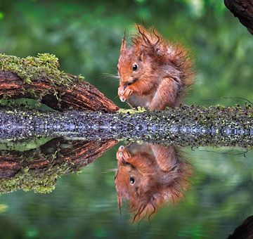 Jonge eekhoorn geniet van zijn eten met reflectie van AudFocus - Audrey van der Hoorn