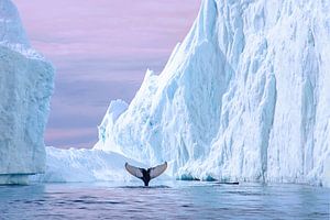 Un moment parmi les icebergs