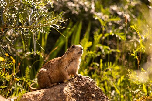 Der entlaufene Präriehund