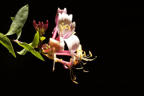 Kamperfoelie in het donker