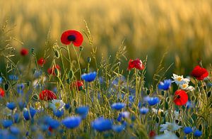 Feld mit Wildblumen
