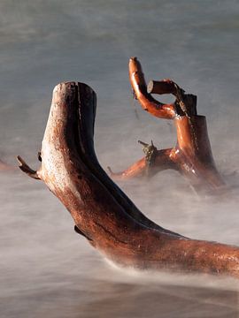 Tree Trunks in the Sea by Jörg Hausmann