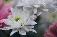 Blumen nach Regen von Monique de Koning Miniaturansicht