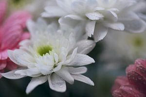 bloemen na de regen van Monique de Koning