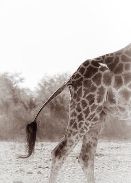 Een veeg met de staart van Loris Photography