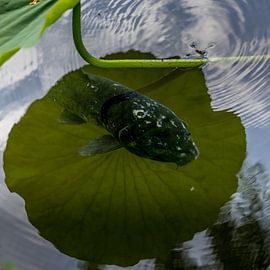 Poisson Koi et nénuphar sur Milad Hussin
