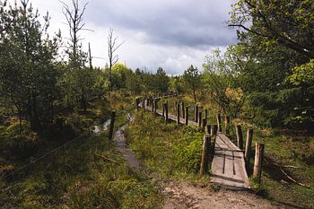 Le début du Plankkenpad à Dwingelerveld