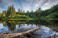 Quebec Forest