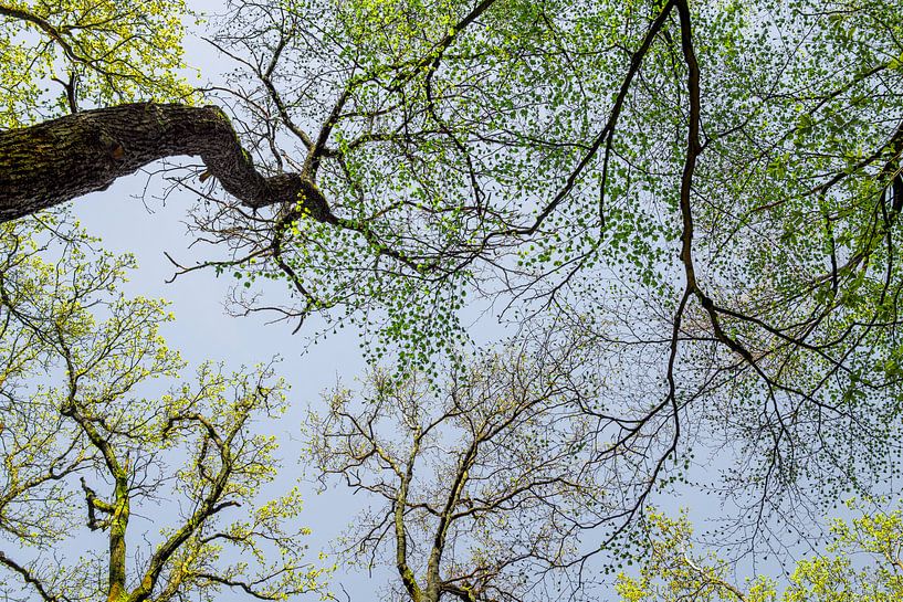 Spring by Hanneke Luit