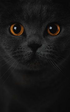 Portrait chat british shorthair sur Yvonne van de Kop