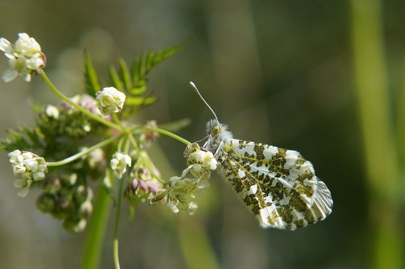 Butterfly by Madeltijntje