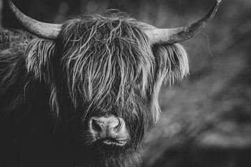 Nahaufnahme einer schottischen Highlander-Kuh in den Niederlanden in Schwarz-Weiß von Maarten Oerlemans