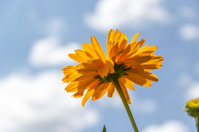 Gele bloem van Kees Korbee