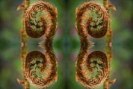 Ursprung des Wachstums von FotoGraaGHanneke