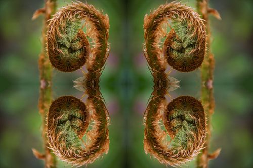 Origin of Growth by FotoGraaGHanneke