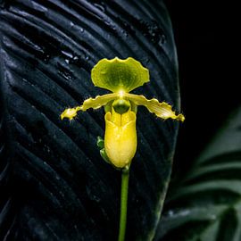 Yellow orchid blossom – botanical elegance by Aldona Lis