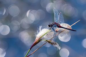 Ruby Whiteface with beautiful blue background