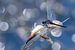 Noordse witsnuitlibel met mooie blauwe achtergrond van Mark Scheper