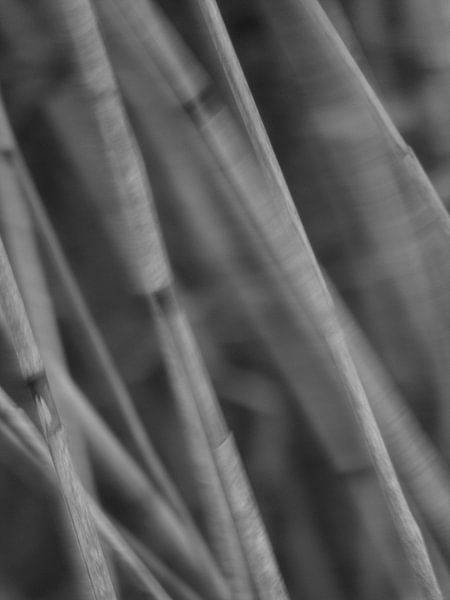 Tiges ondulées par De FotoBakker