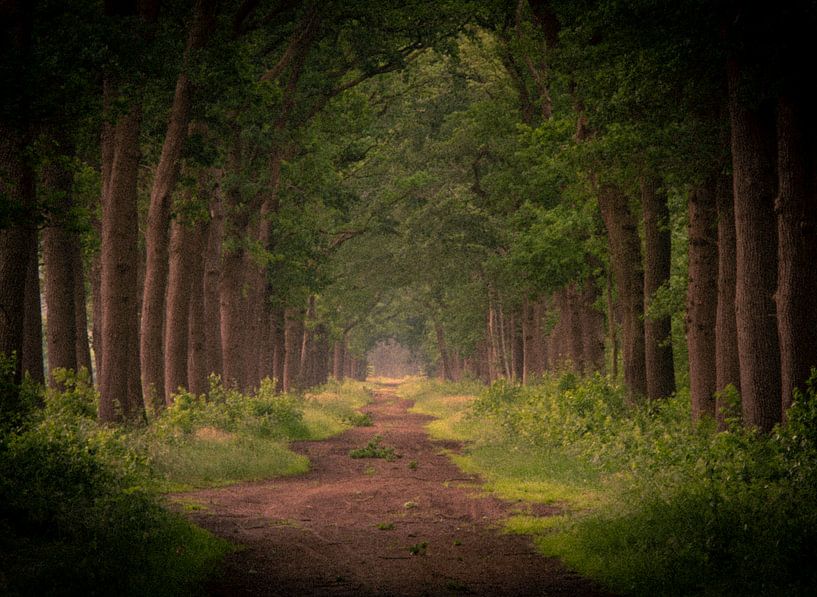 De statige bomen langs de van Michel Knikker