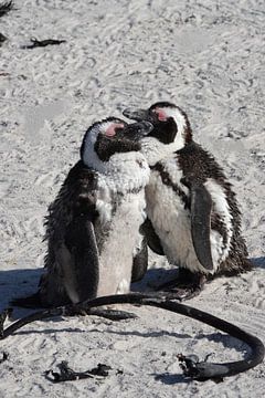 Lief setje - Pinguïns van Marianne van den Bogaerdt