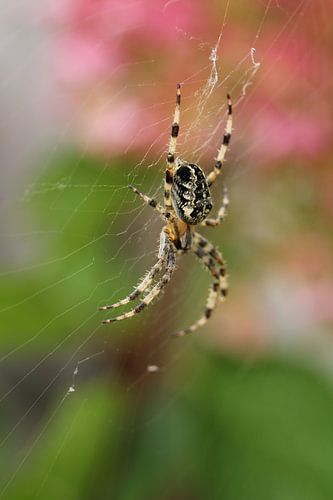 Kruisspin in zijn web met mooie bokeh