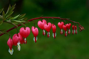 Blumenkraft - gebrochene Herzen