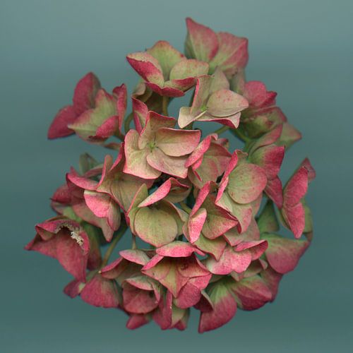 Nazomerfluisteringen - roze hortensia