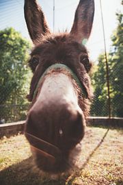 Nahaufnahme des Kopfes eines Esels von Atelier Liesjes
