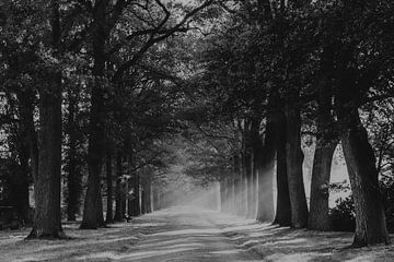 Ochtendwandeling met zonnestralen door het Weldam bij Diepenheim van Holly Klein Oonk