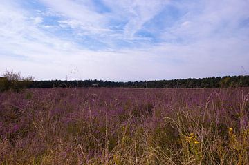 luneburger heide 1 van Groothuizen Foto Art