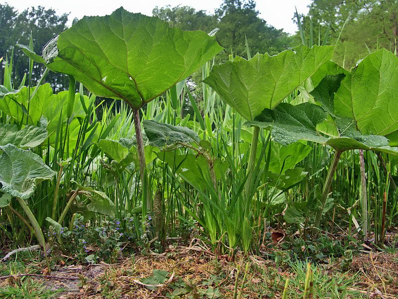 Butterbur van Edgar Schermaul