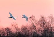 Swans at sunrise by Erik Veldkamp thumbnail