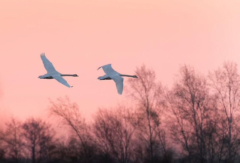 Swans at sunrise by Erik Veldkamp