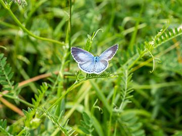 Bleu léthargique (Celastrina argiolus) dans un pré sur Animaflora PicsStock