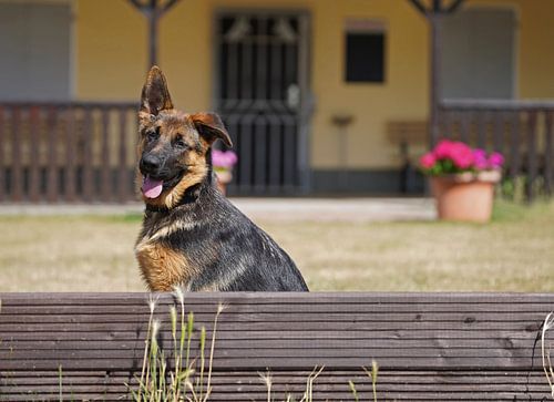 Schapenhond (puppy) op het honden trainingsveld
