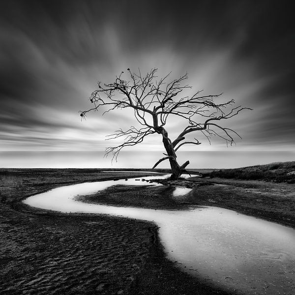 Der weinende Baum von George Digalakis
