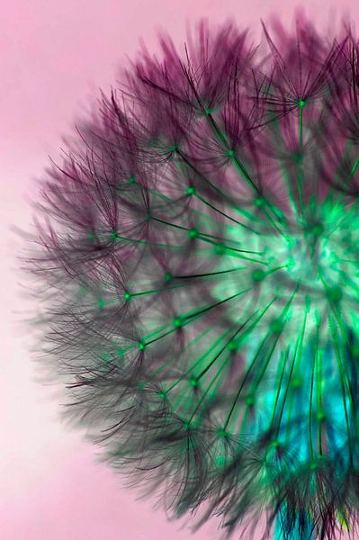 Coloured dandelion by Lizette de Jonge